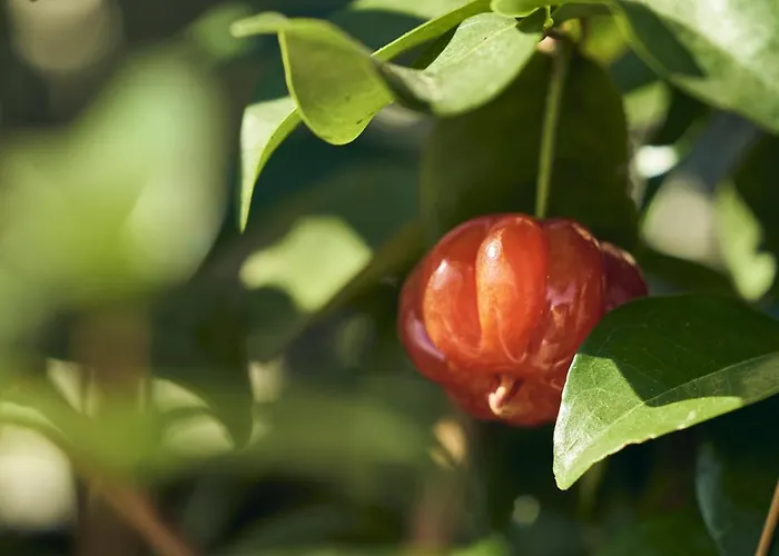 Bordal Hébergement de vacances *